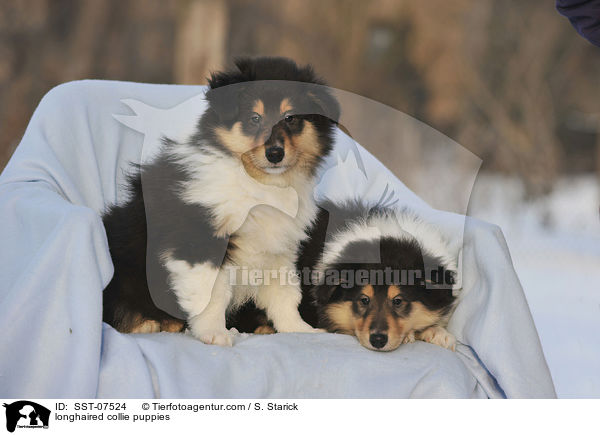 Langhaarcollie Welpen / longhaired collie puppies / SST-07524