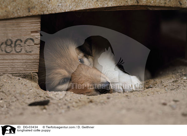 Langhaarcollie Welpe / longhaired collie puppy / DG-03434