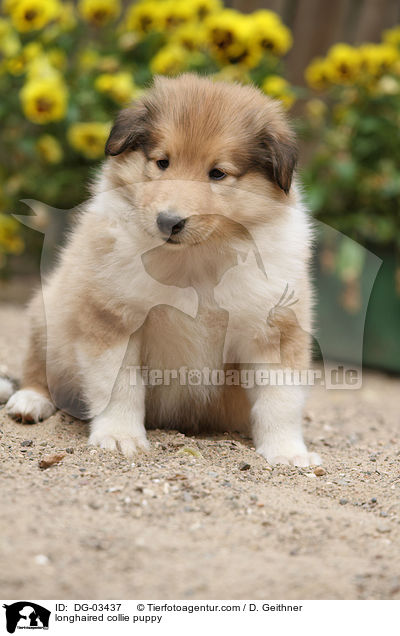 Langhaarcollie Welpe / longhaired collie puppy / DG-03437