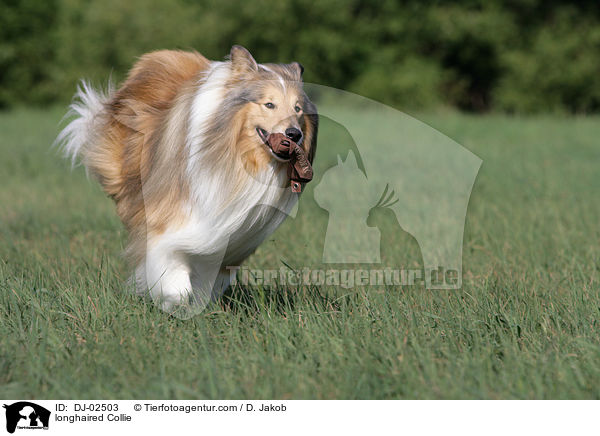 Langhaarcollie / longhaired Collie / DJ-02503