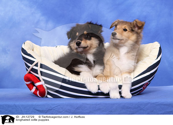 Langhaarcollie Welpen / longhaired collie puppies / JH-12729