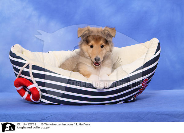 Langhaarcollie Welpe / longhaired collie puppy / JH-12739