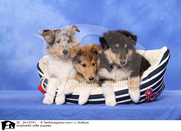 Langhaarcollie Welpen / longhaired collie puppies / JH-12741