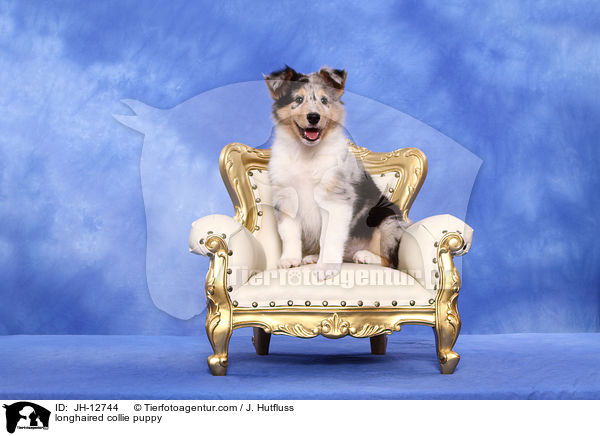 Langhaarcollie Welpe / longhaired collie puppy / JH-12744