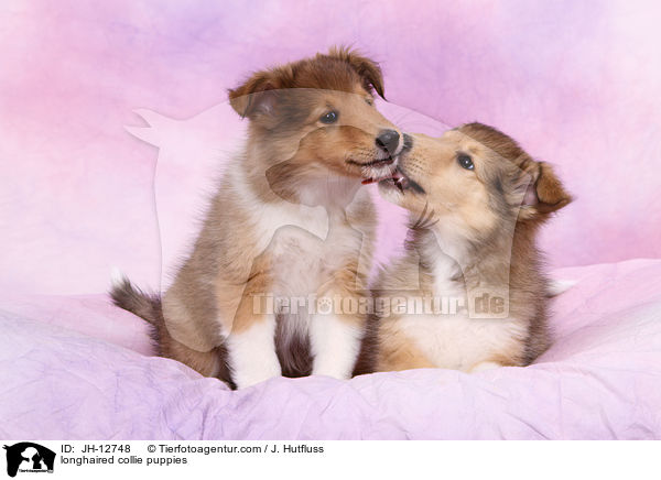 Langhaarcollie Welpen / longhaired collie puppies / JH-12748