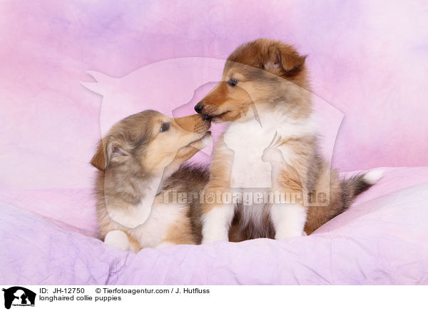 Langhaarcollie Welpen / longhaired collie puppies / JH-12750