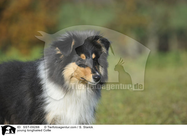 junger Langhaarcollie / young longhaired Collie / SST-09288