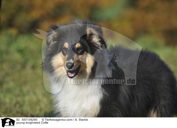 junger Langhaarcollie / young longhaired Collie / SST-09290