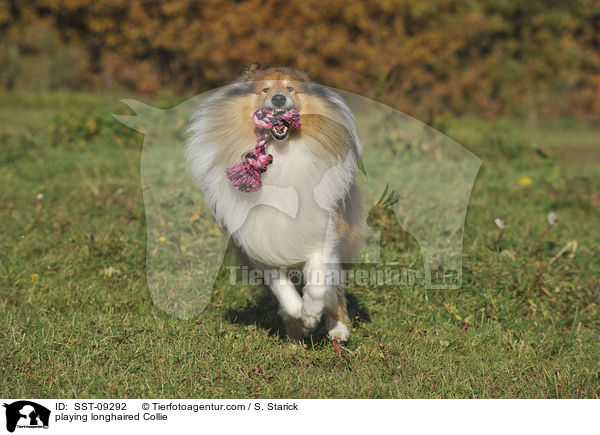 spielender Langhaarcollie / playing longhaired Collie / SST-09292