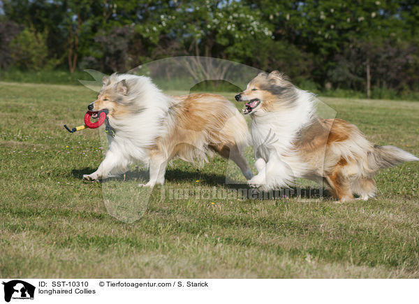 longhaired Collies / SST-10310