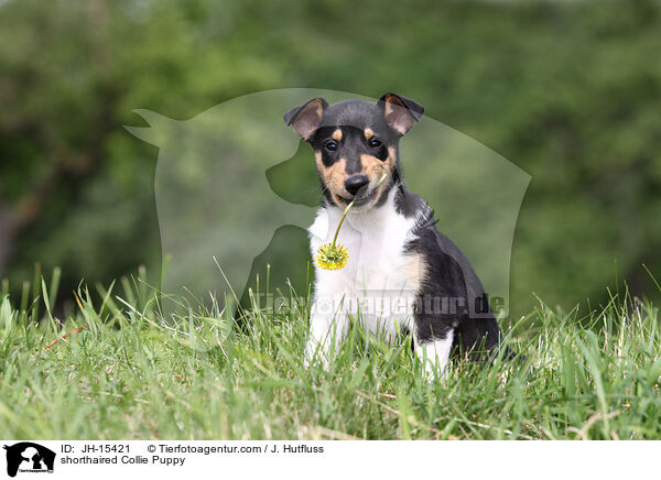 shorthaired Collie Puppy / JH-15421