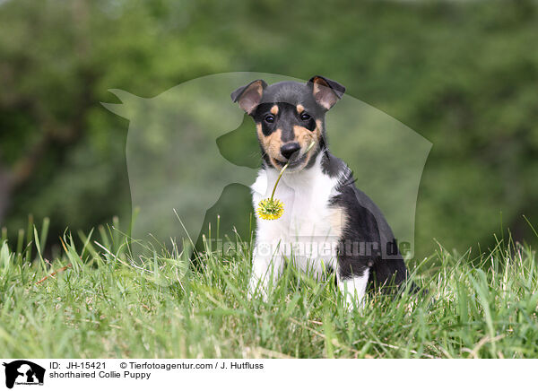 Kurzhaarcollie Welpe / shorthaired Collie Puppy / JH-15421