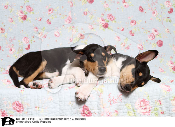 shorthaired Collie Puppies / JH-15445