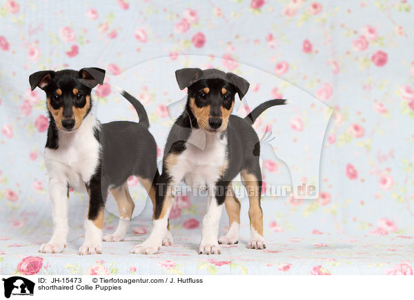 shorthaired Collie Puppies / JH-15473