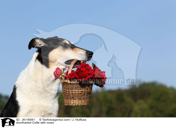 Kurzhaarcollie mit Rosen / shorthaired Collie with roses / JH-16891