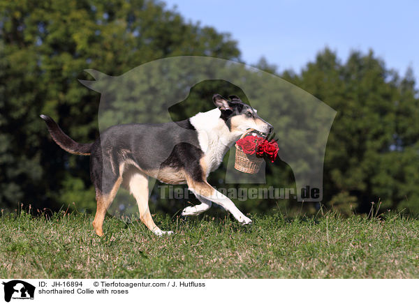 shorthaired Collie with roses / JH-16894