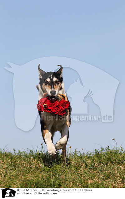 shorthaired Collie with roses / JH-16895