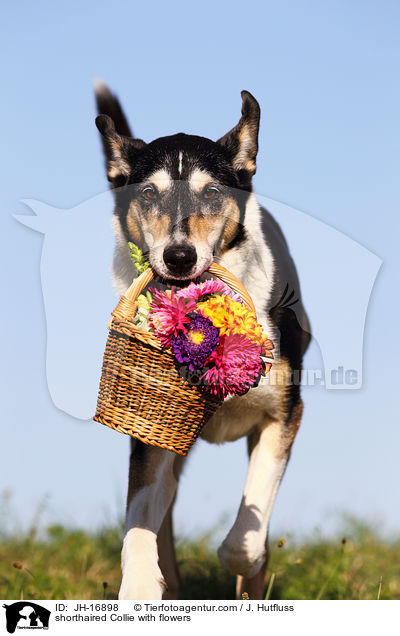 shorthaired Collie with flowers / JH-16898