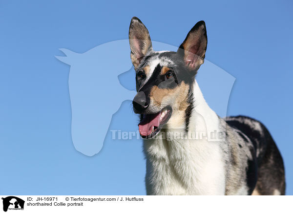 shorthaired Collie portrait / JH-16971
