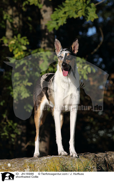 shorthaired Collie / JH-16986