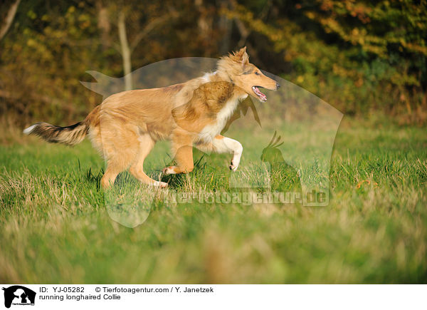 rennender Langhaarcollie / running longhaired Collie / YJ-05282