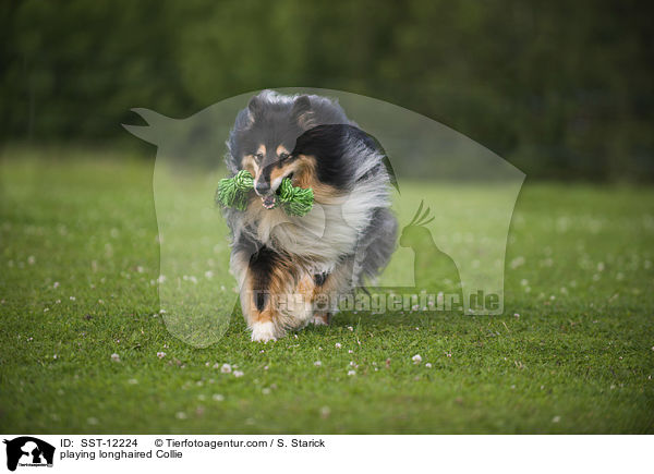 spielender Langhaarcollie / playing longhaired Collie / SST-12224