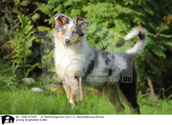 junger Langhaarcollie / young longhaired Collie / CDE-01029