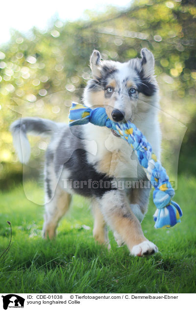 junger Langhaarcollie / young longhaired Collie / CDE-01038