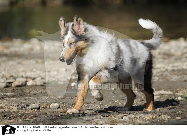junger Langhaarcollie / young longhaired Collie / CDE-01049