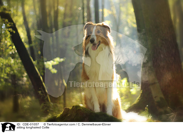 sitzender Langhaarcollie / sitting longhaired Collie / CDE-01057