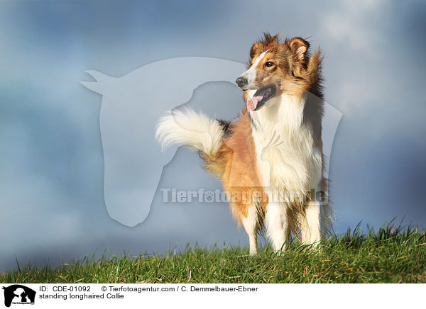 stehender Langhaarcollie / standing longhaired Collie / CDE-01092