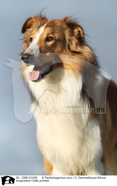 Langhaarcollie Portrait / longhaired Collie portrait / CDE-01095