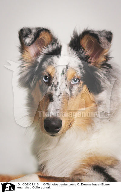 Langhaarcollie Portrait / longhaired Collie portrait / CDE-01110