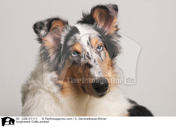 Langhaarcollie Portrait / longhaired Collie portrait / CDE-01111