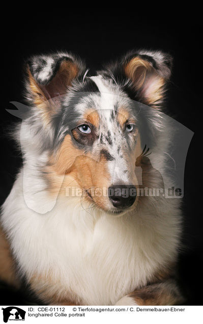 Langhaarcollie Portrait / longhaired Collie portrait / CDE-01112