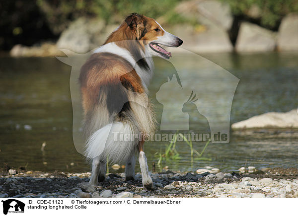 stehender Langhaarcollie / standing longhaired Collie / CDE-01123