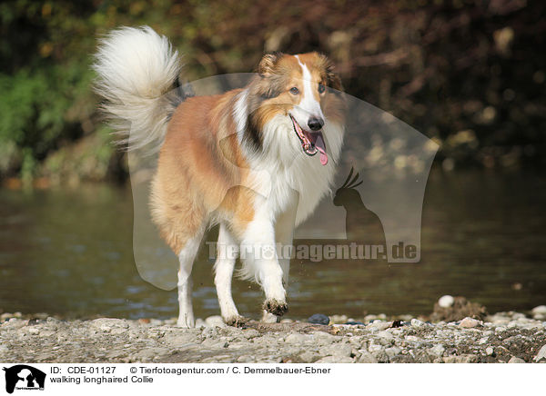 laufender Langhaarcollie / walking longhaired Collie / CDE-01127