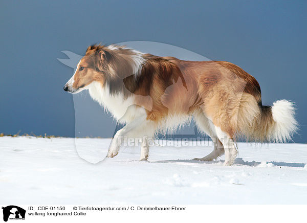 walking longhaired Collie / CDE-01150