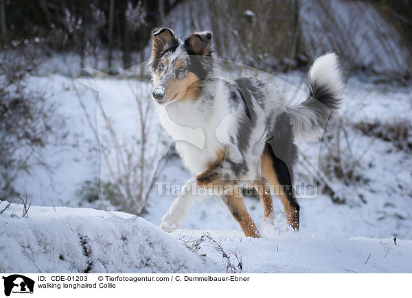 laufender Langhaarcollie / walking longhaired Collie / CDE-01203