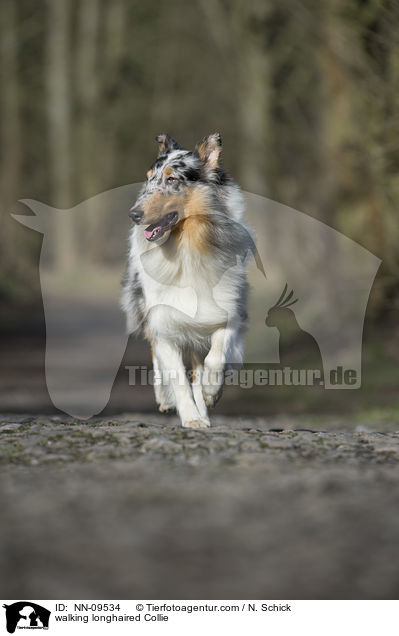 laufender Langhaarcollie / walking longhaired Collie / NN-09534