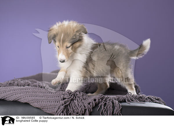 longhaired Collie puppy / NN-09585