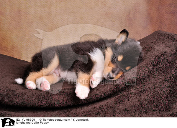 Langhaarcollie Welpe / longhaired Collie Puppy / YJ-08399
