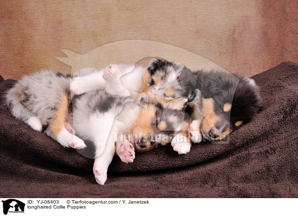 Langhaarcollie Welpen / longhaired Collie Puppies / YJ-08403