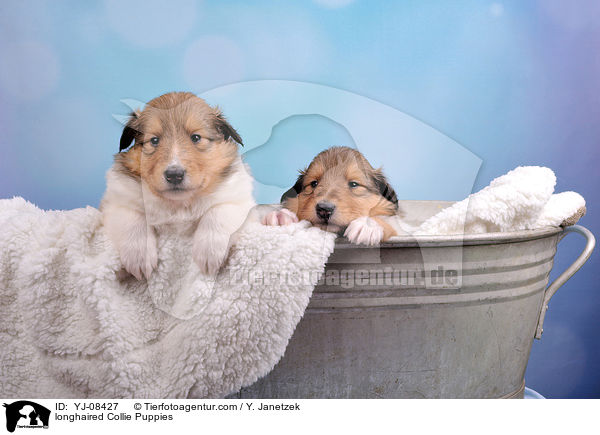 Langhaarcollie Welpen / longhaired Collie Puppies / YJ-08427