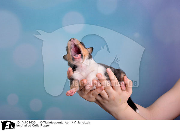 Langhaarcollie Welpe / longhaired Collie Puppy / YJ-08430
