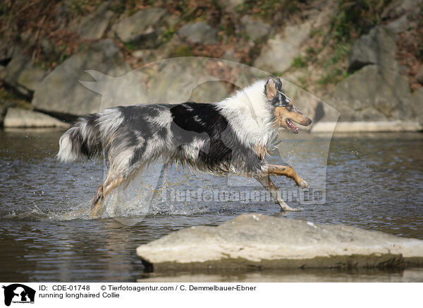 rennender Langhaarcollie / running longhaired Collie / CDE-01748