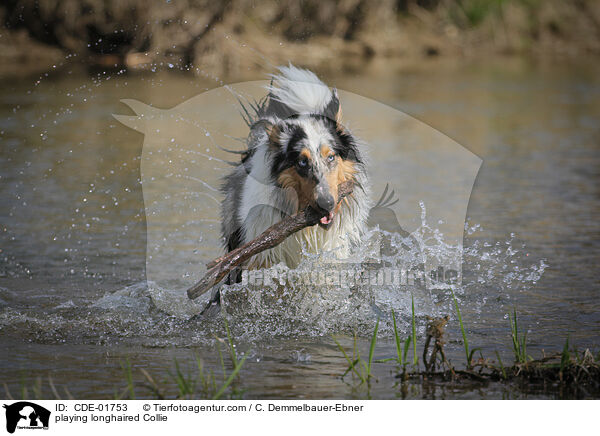 spielender Langhaarcollie / playing longhaired Collie / CDE-01753