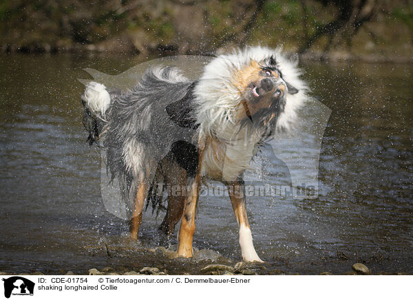 Langhaarcollie sch�ttelt sich / shaking longhaired Collie / CDE-01754