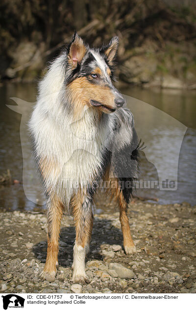 stehender Langhaarcollie / standing longhaired Collie / CDE-01757