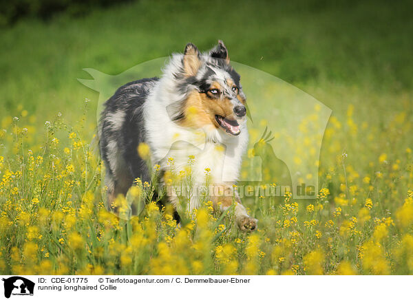 rennender Langhaarcollie / running longhaired Collie / CDE-01775